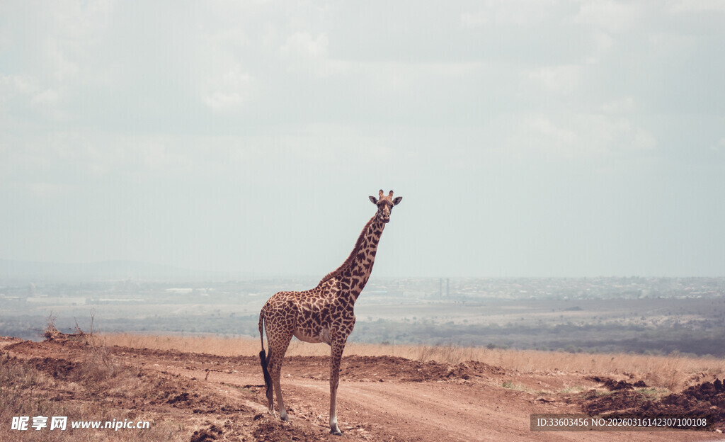 旷野中的孤独长颈鹿