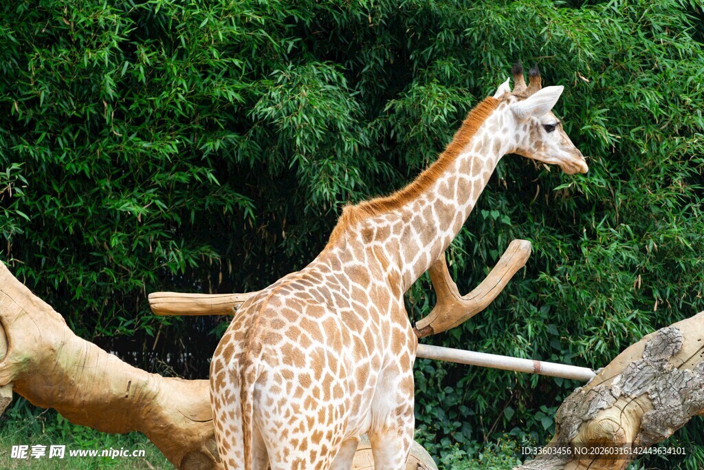 长颈鹿在户外伸展身姿