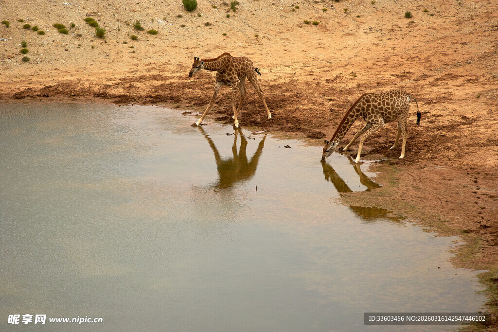 羚羊于水边饮水场景