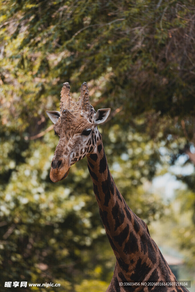 林中长颈鹿特写