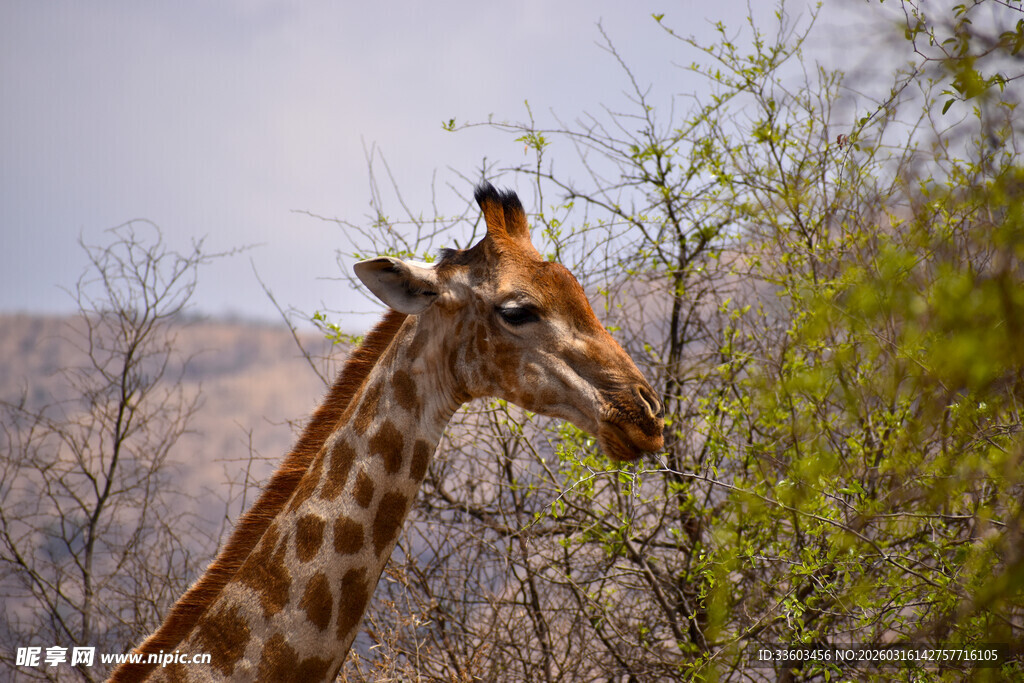 长颈鹿于野外进食枝叶