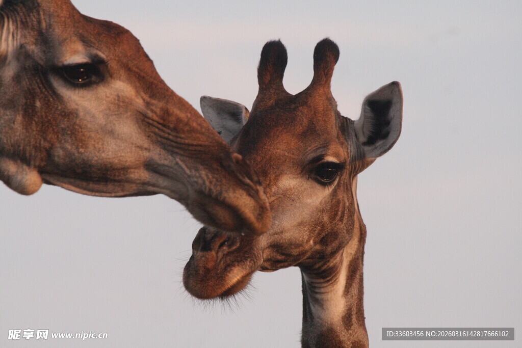 长颈鹿母子亲昵瞬间