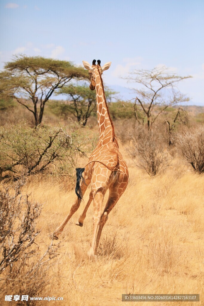 草原上奔跑的长颈鹿