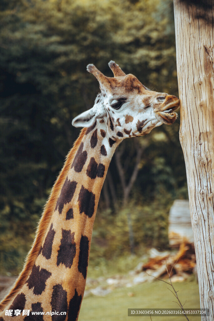 长颈鹿亲昵舔舐木桩