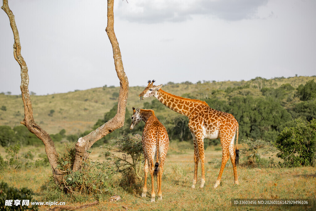 草原上的长颈鹿与树木