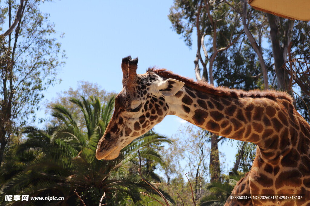 阳光下的长颈鹿