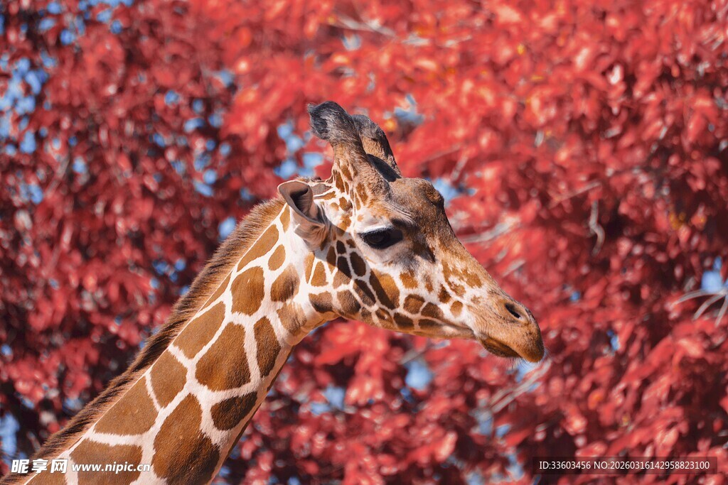 长颈鹿于红叶间的优雅瞬间