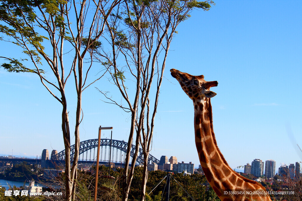 长颈鹿仰望城市蓝天美景