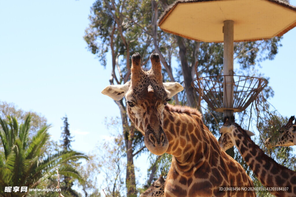 长颈鹿仰头进食场景