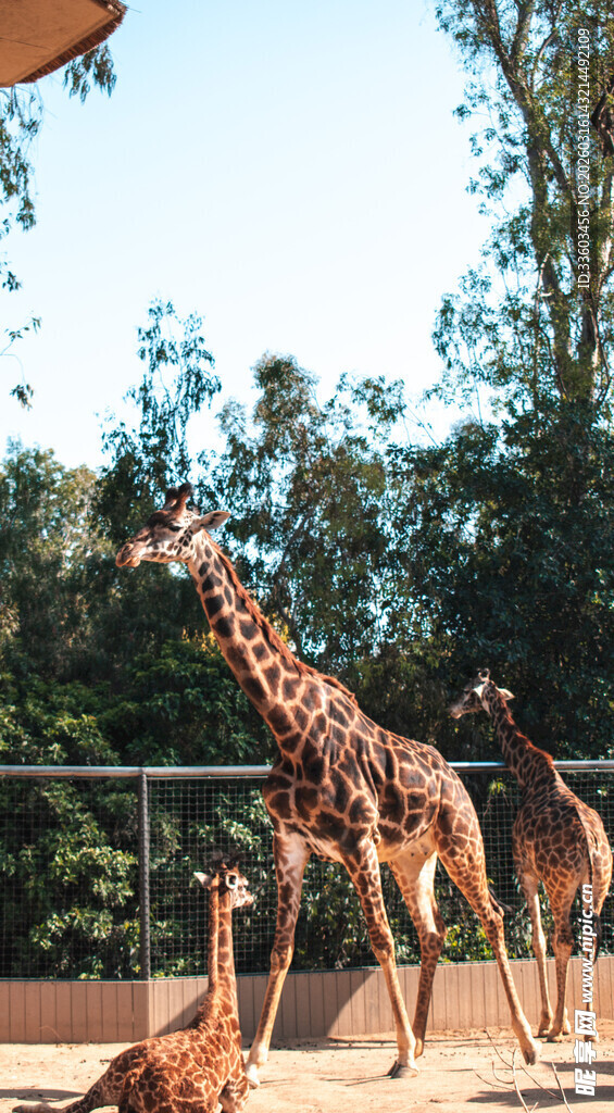 动物园中漫步的长颈鹿