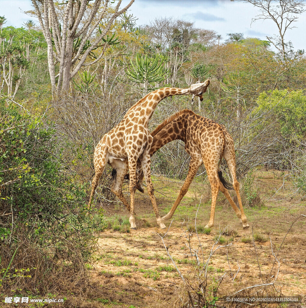 草原上亲昵互动的两只长颈鹿