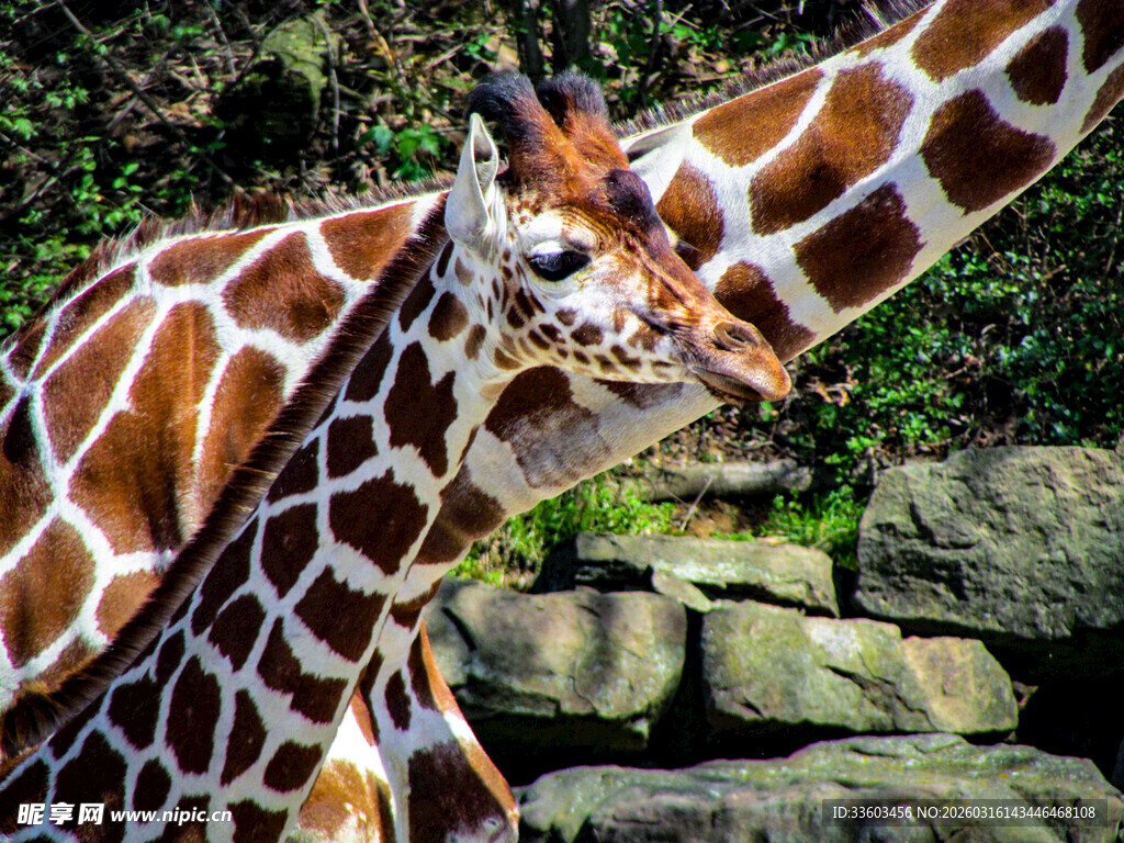 长颈鹿母子依偎画面