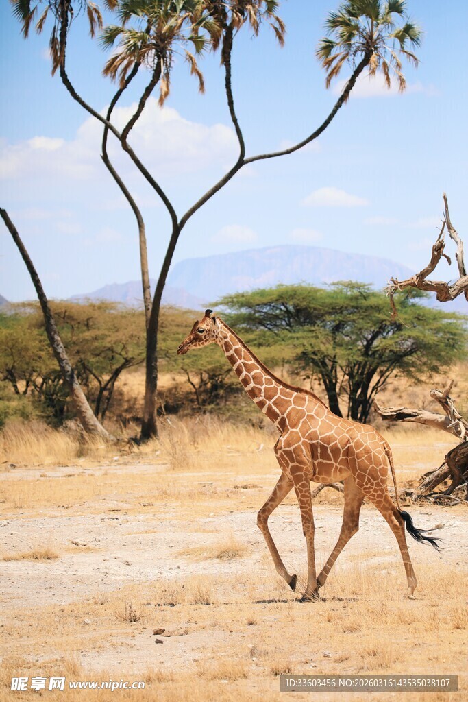 草原上奔跑的小长颈鹿