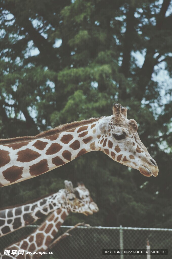 两只长颈鹿在户外