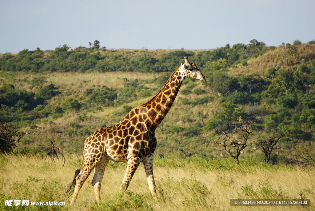 草原上漫步的长颈鹿