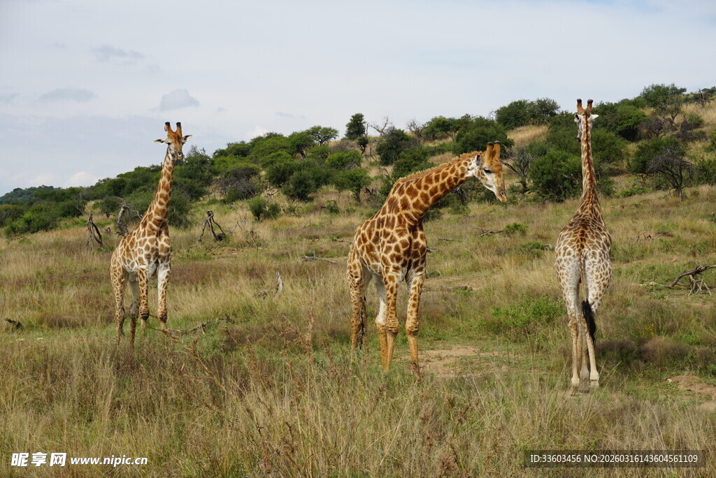草原上的三只长颈鹿