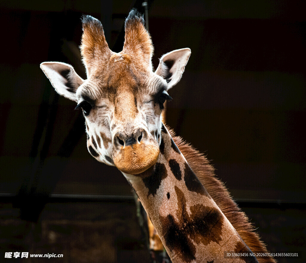 可爱长颈鹿特写
