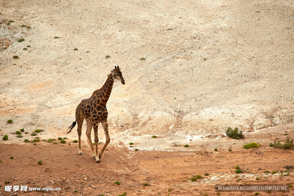 沙漠中的长颈鹿