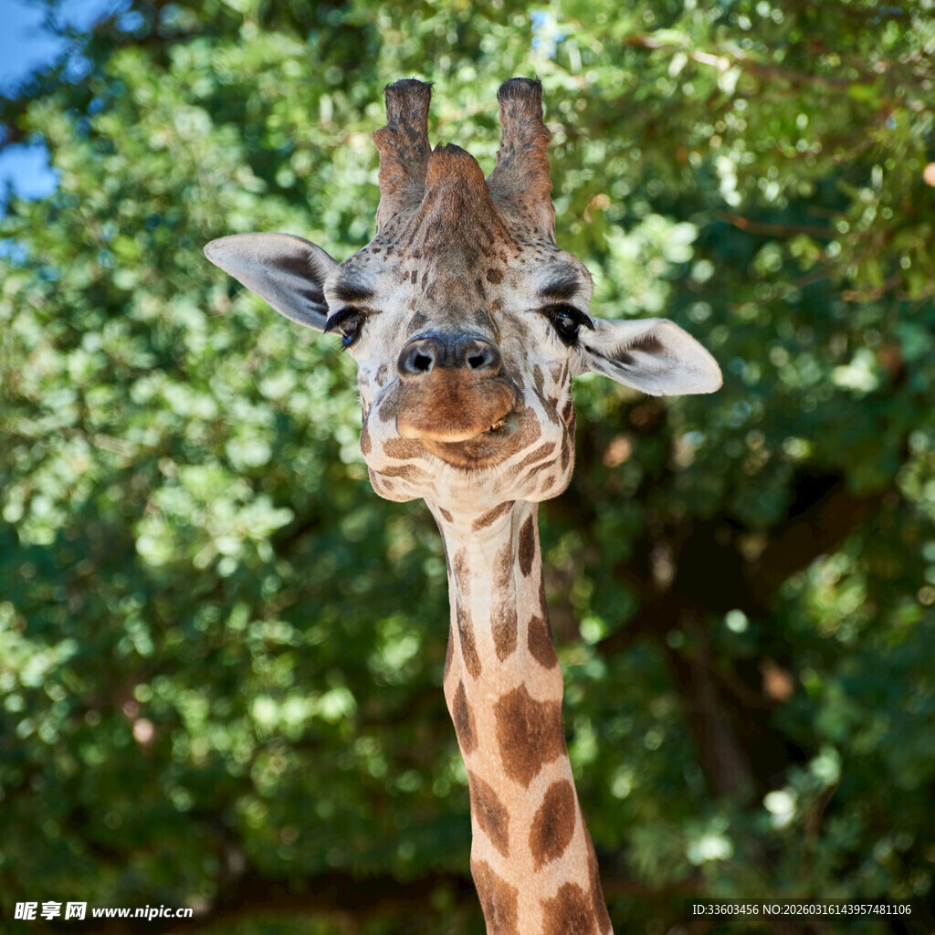 可爱长颈鹿特写
