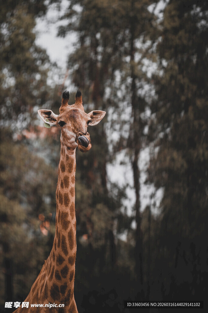 森林中的长颈鹿