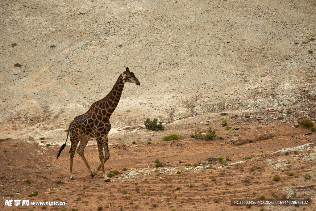 沙漠中漫步的长颈鹿