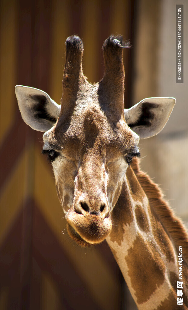 可爱长颈鹿特写