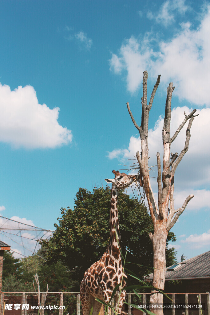 动物园中站立的高大长颈鹿