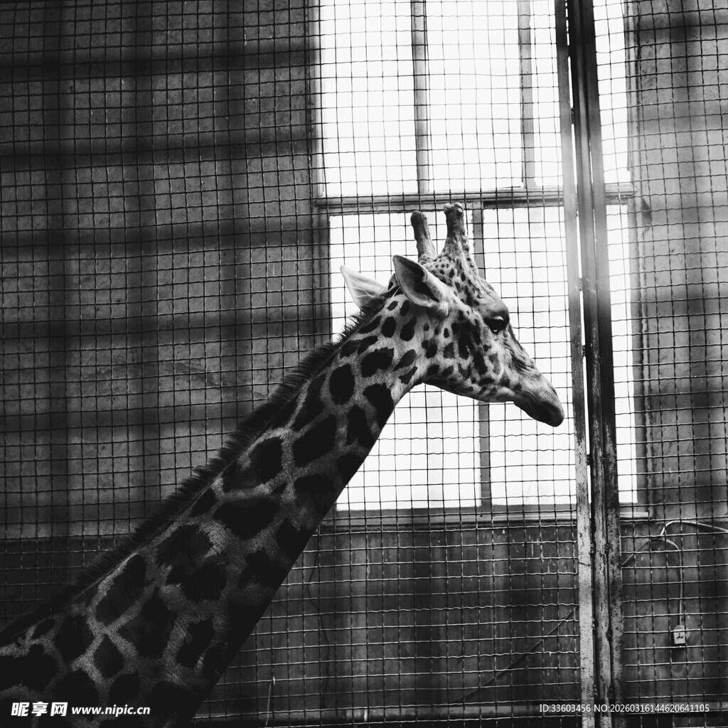 笼中长颈鹿
