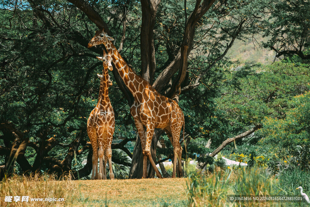 草原上的两只长颈鹿