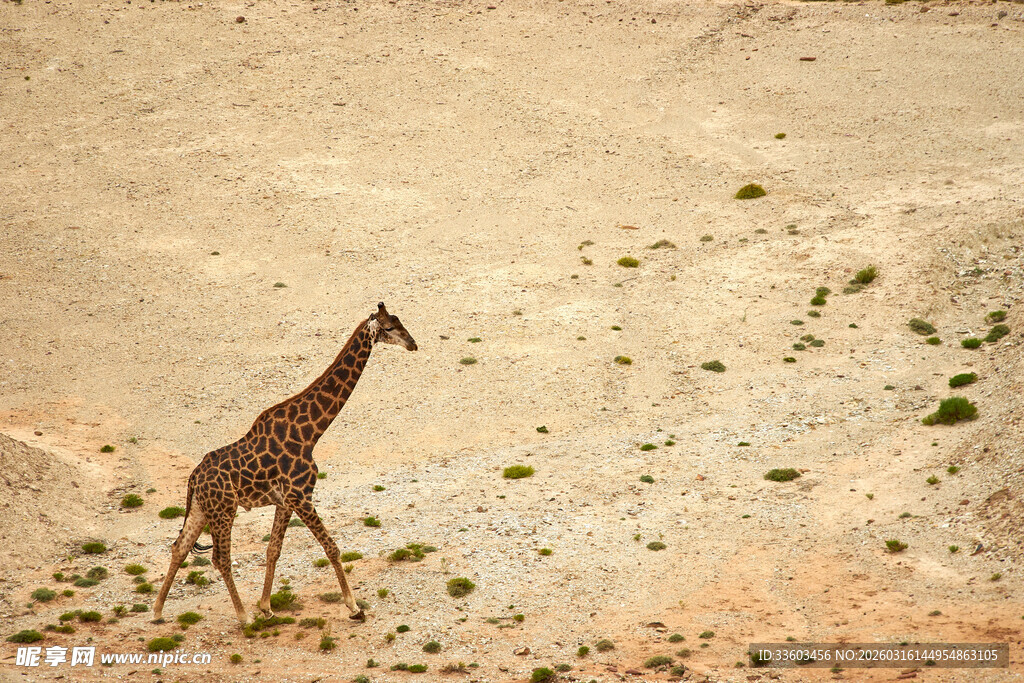 沙漠中独行的长颈鹿
