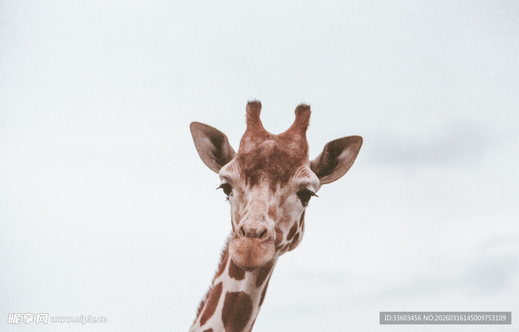 可爱长颈鹿特写