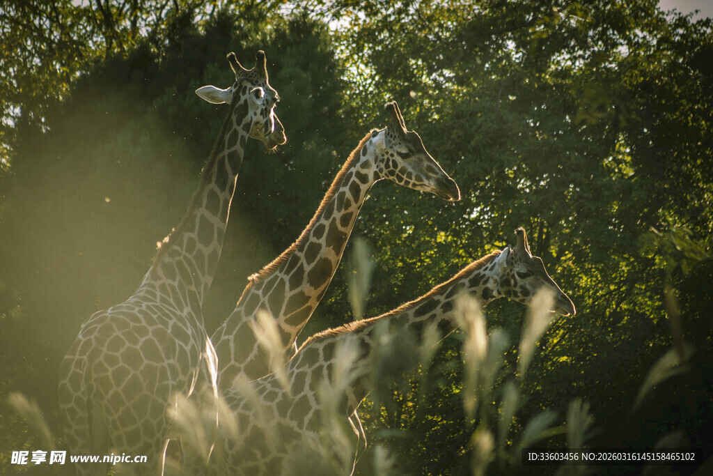 阳光下的长颈鹿在丛林中