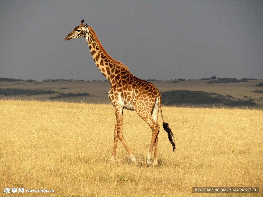 草原上的长颈鹿
