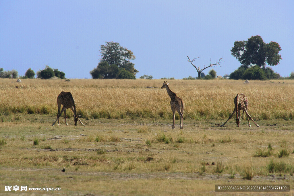 草原上漫步的三只长颈鹿
