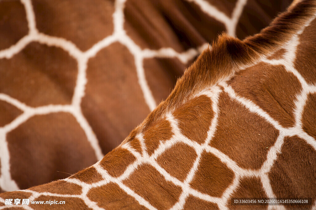 长颈鹿体表花纹特写