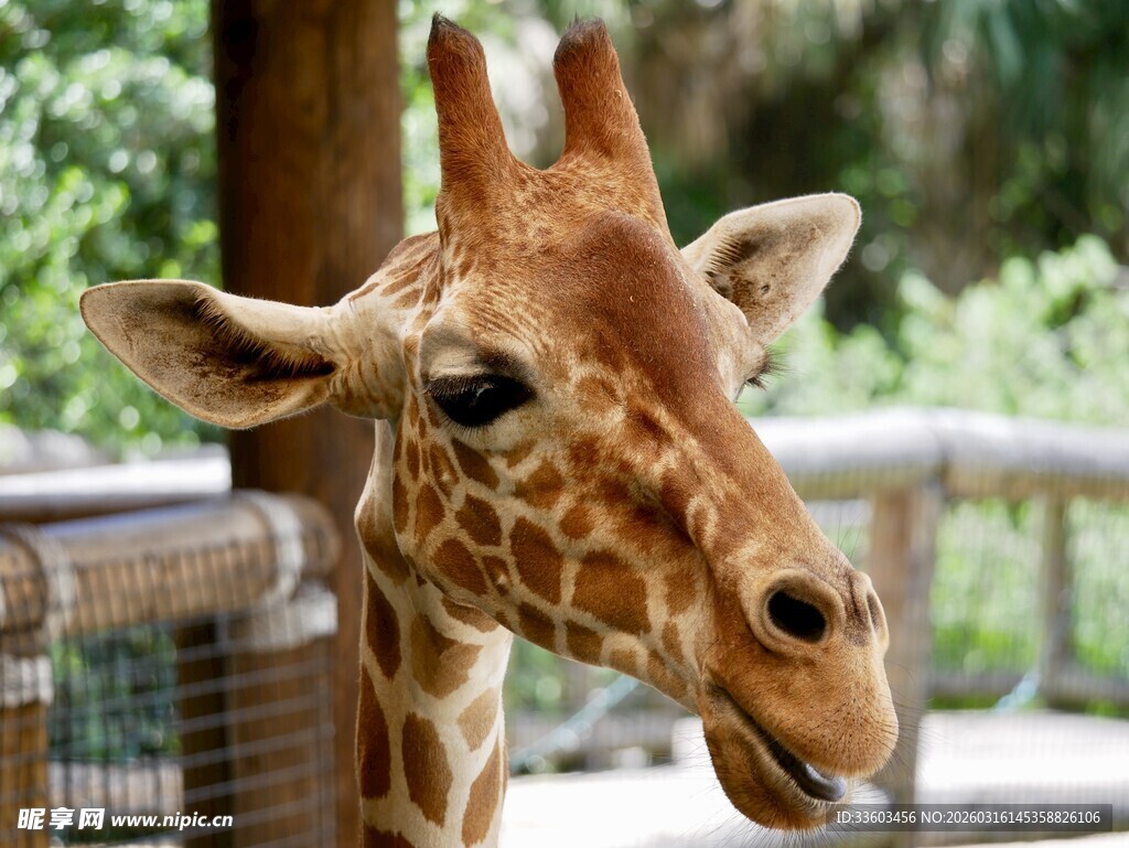 动物园里的长颈鹿特写