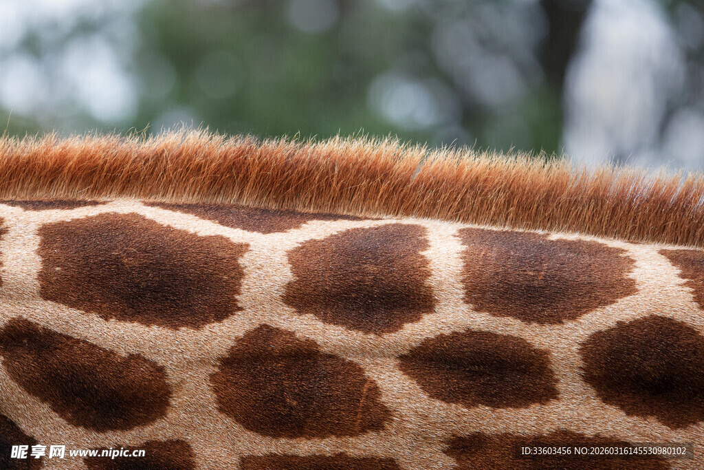 长颈鹿独特花纹特写