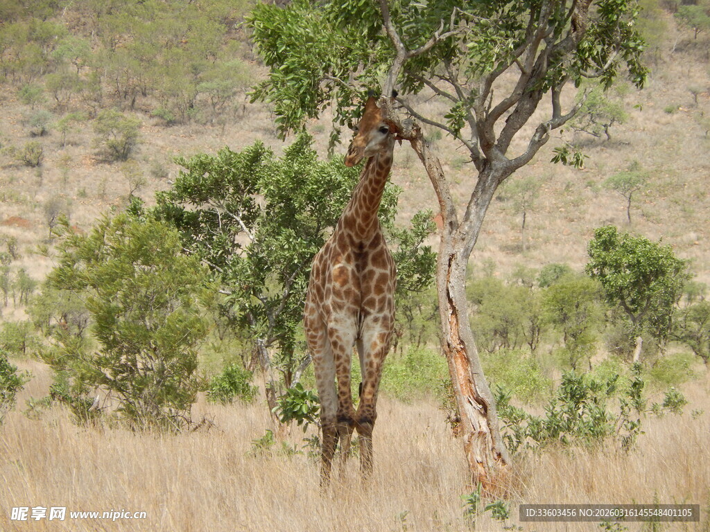 草原上的长颈鹿与树
