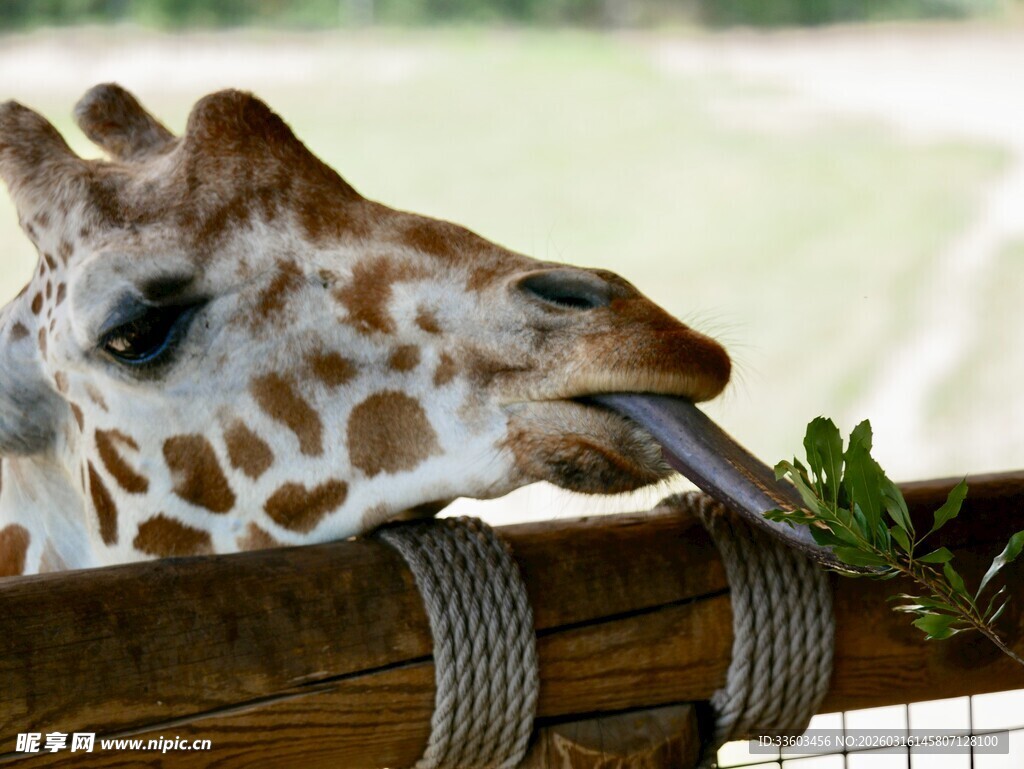 长颈鹿伸舌吃树叶