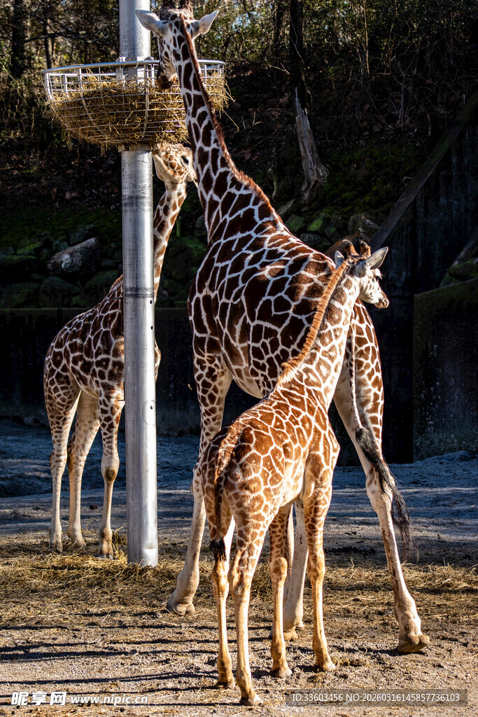 长颈鹿母子在户外进食场景