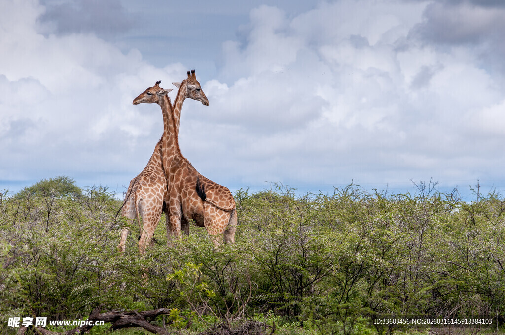 草原上的两只长颈鹿