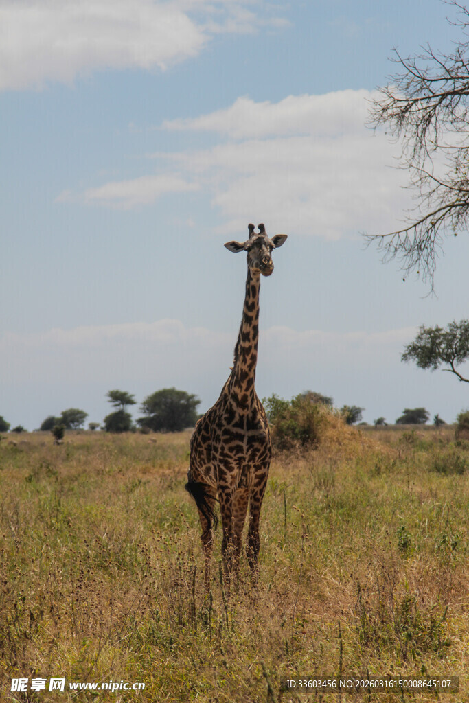 草原上的孤独长颈鹿