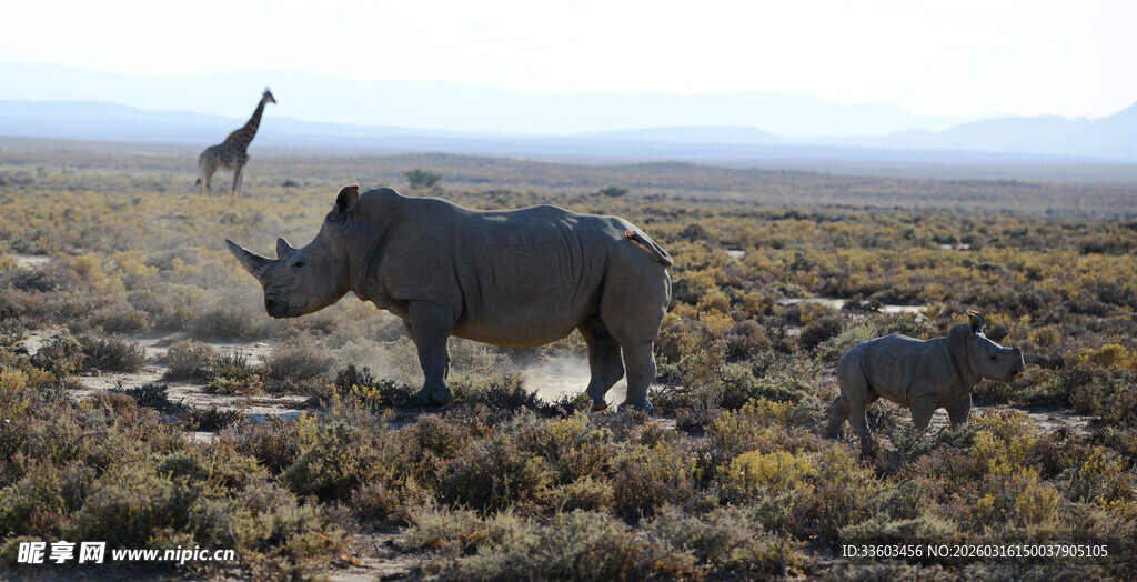草原上的犀牛与飞鸟