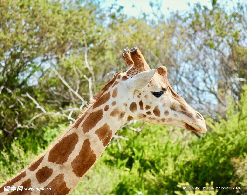 长颈鹿于绿意中悠然侧头