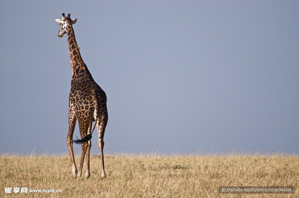 草原上的长颈鹿背影