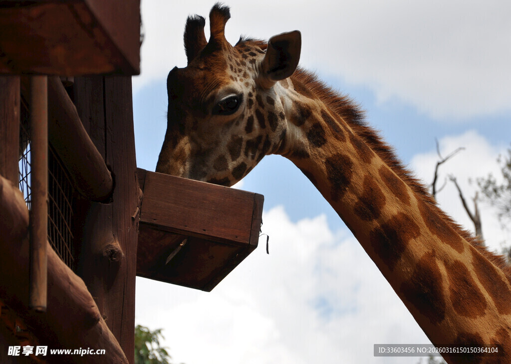 长颈鹿伸颈进食