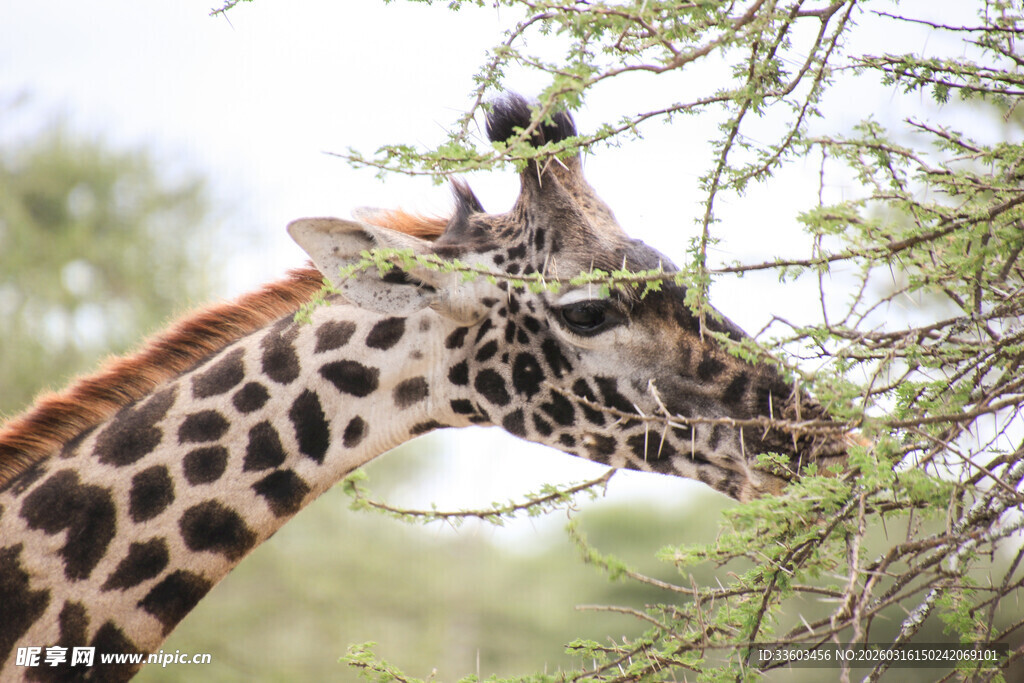 长颈鹿进食枝头嫩叶