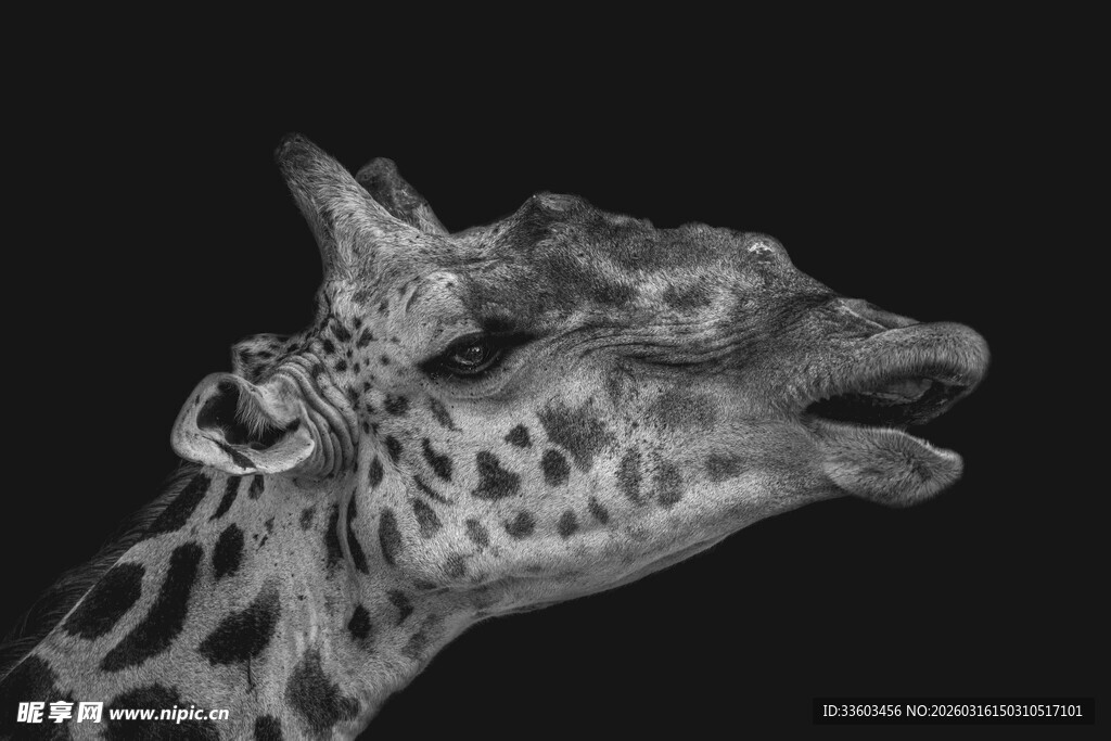 长颈鹿特写头部