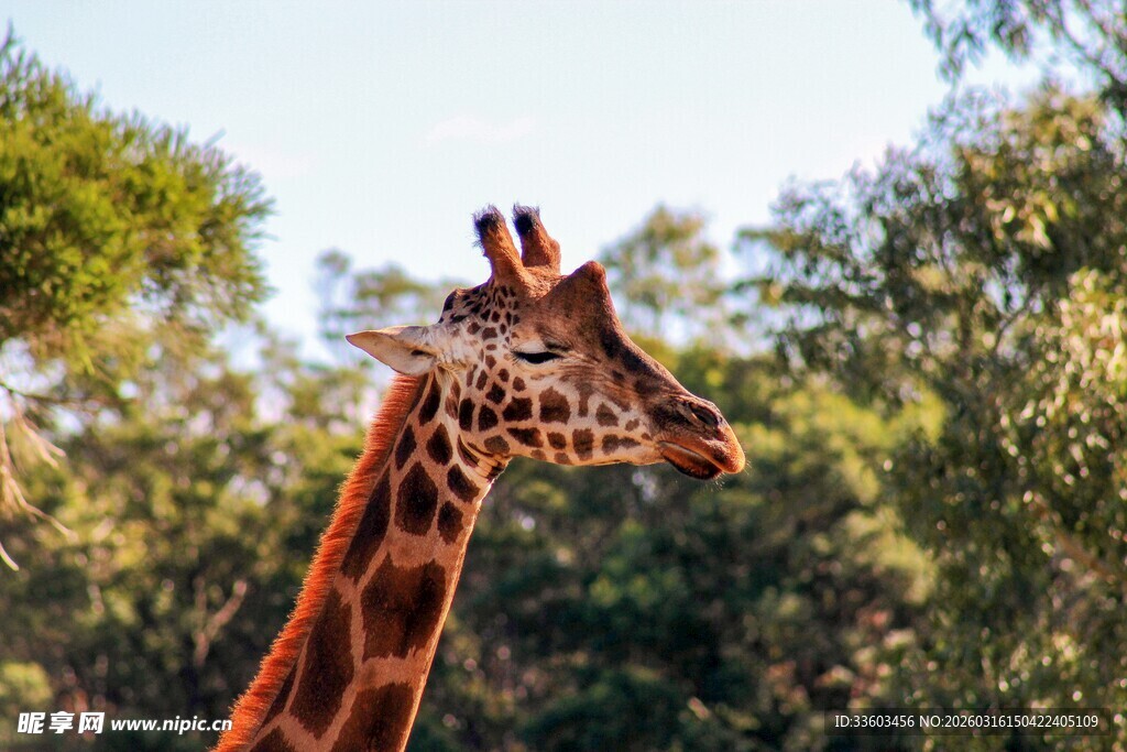野外长颈鹿的优雅侧影