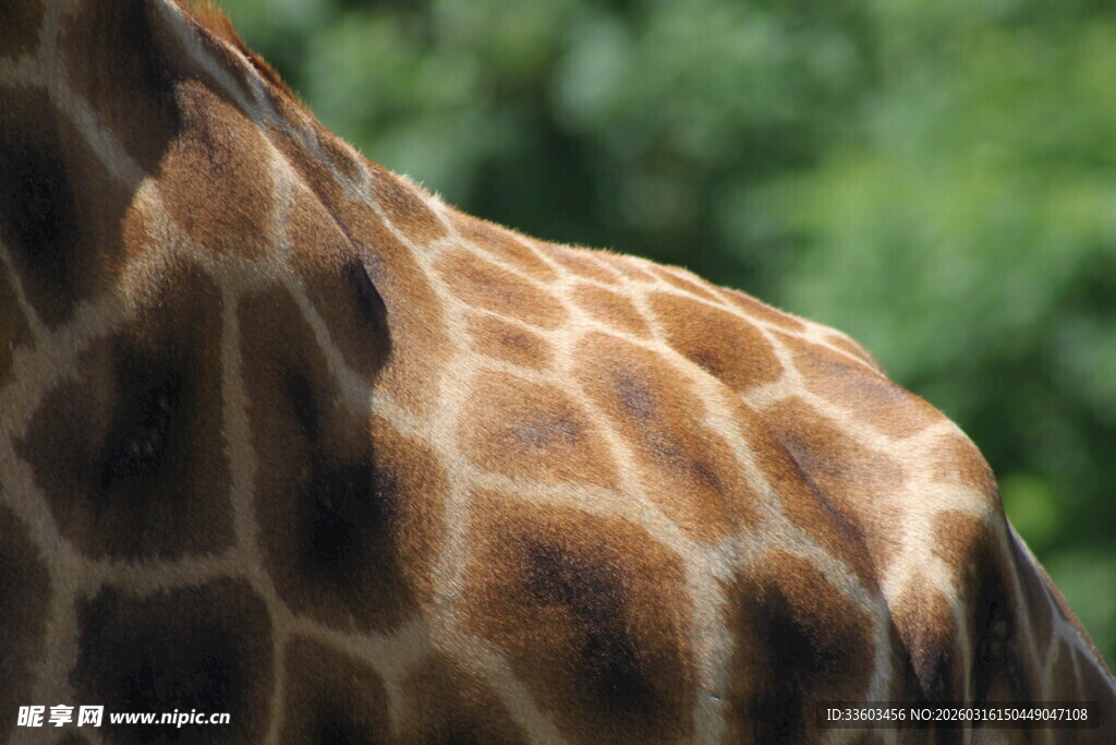长颈鹿背部特写